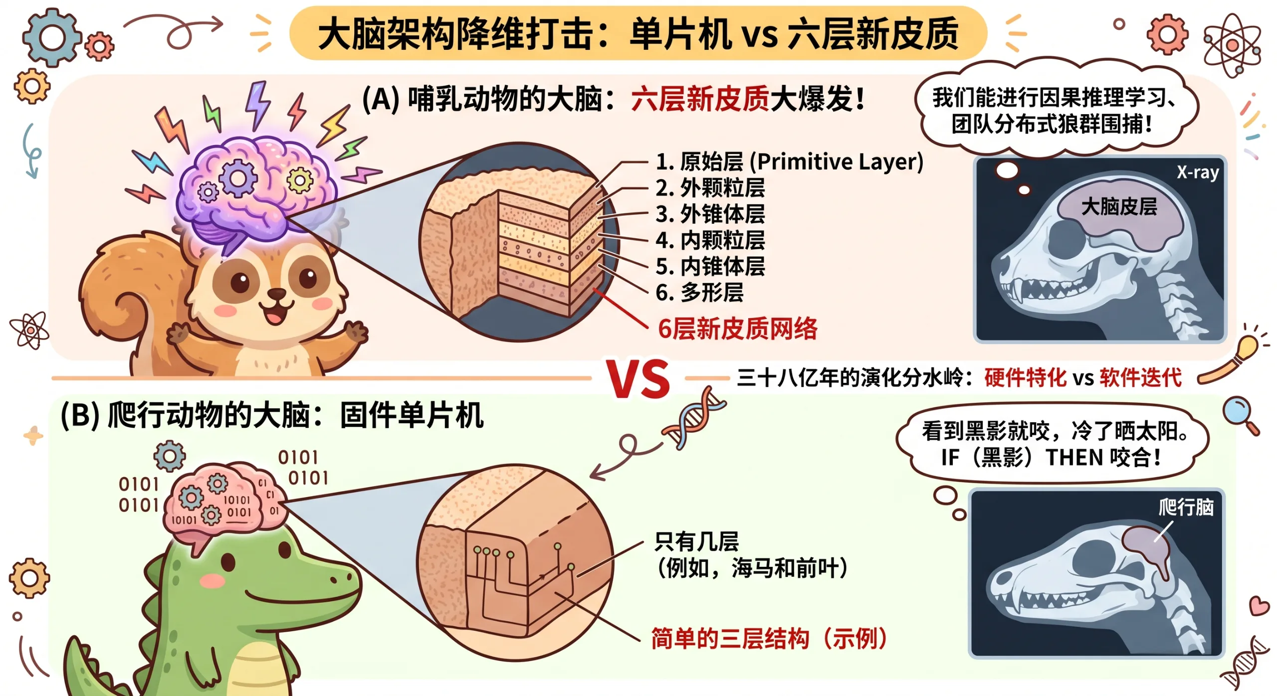 六层新皮质对比
